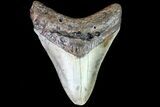 Fossil Megalodon Tooth - North Carolina #80840-1